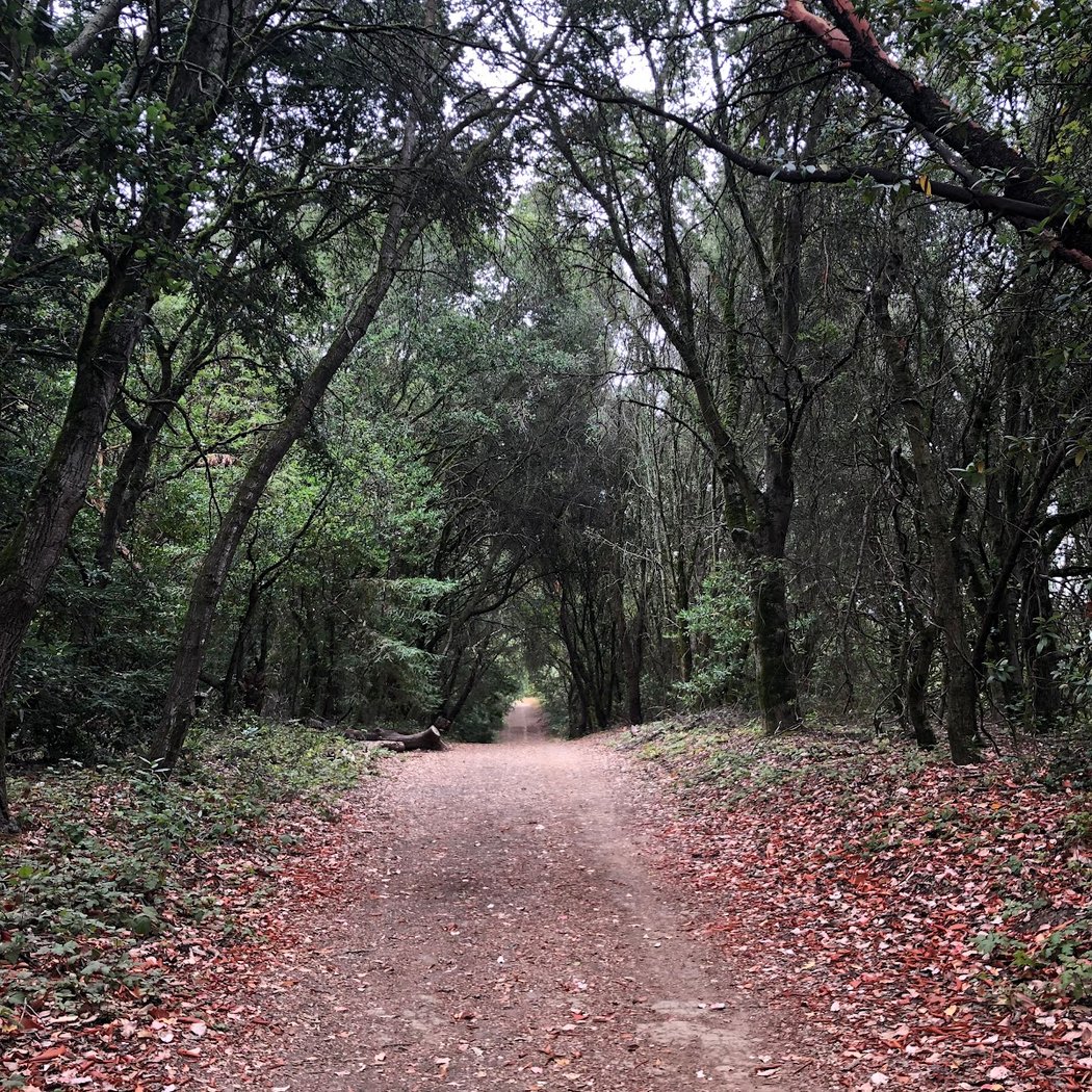Hikes for Tykes: Redwood Regional 3