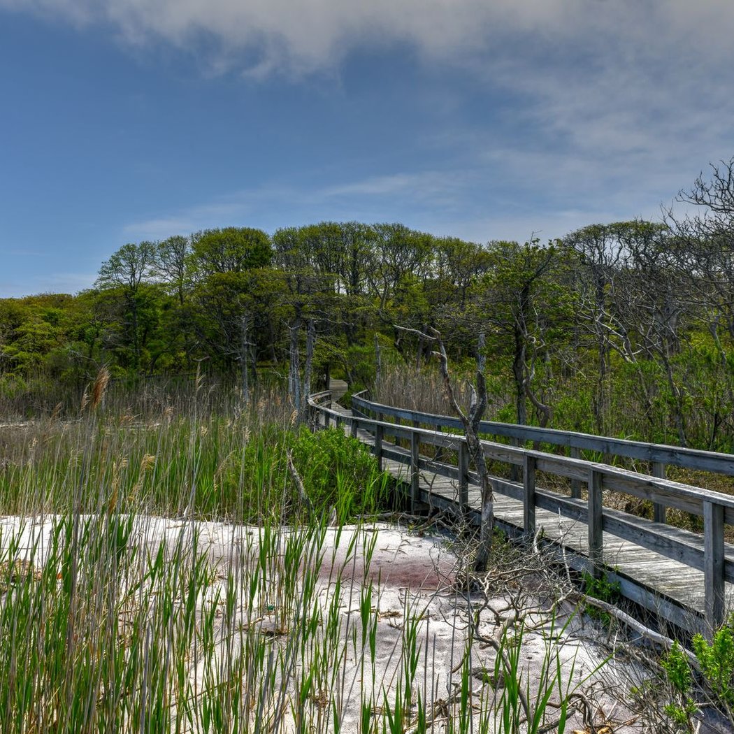 Fire Island 2