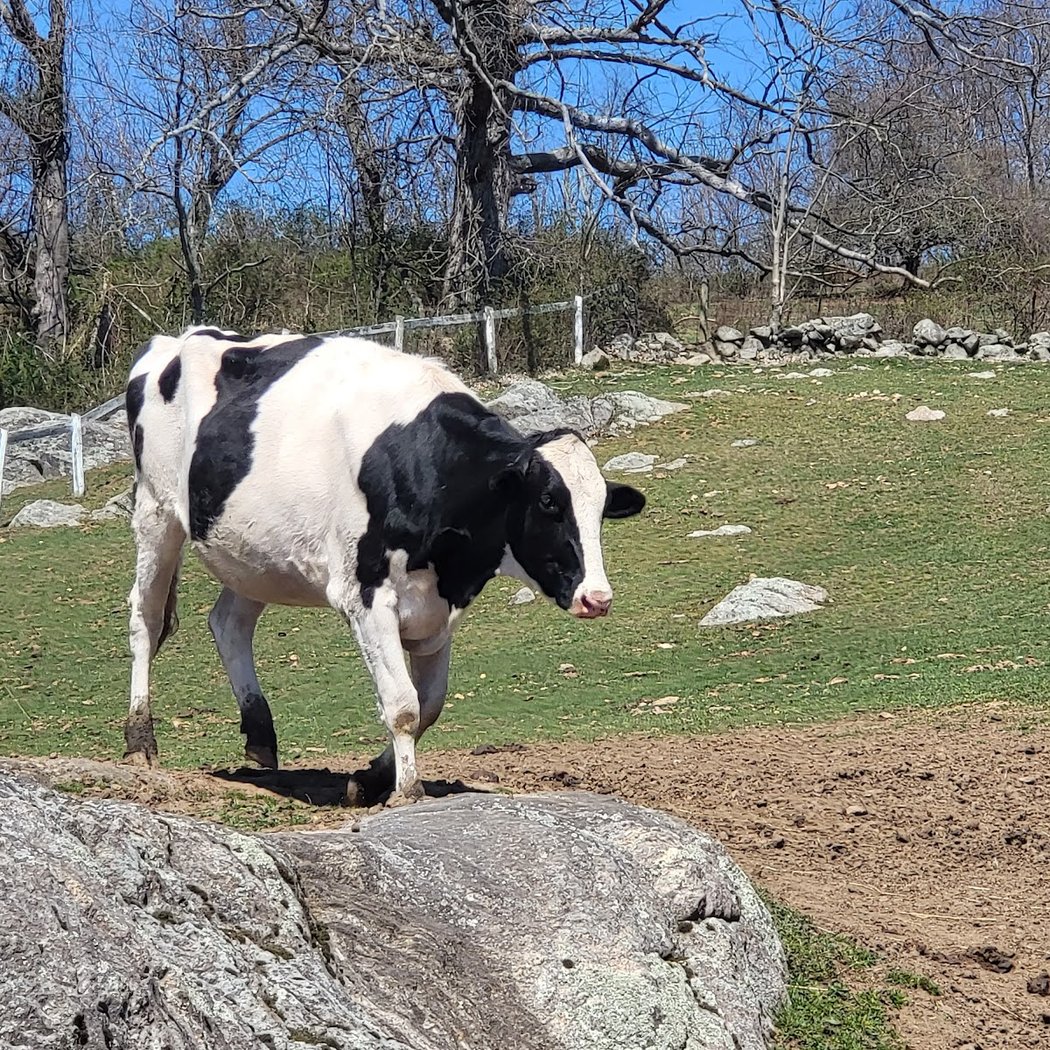 Muscoot Farm 2