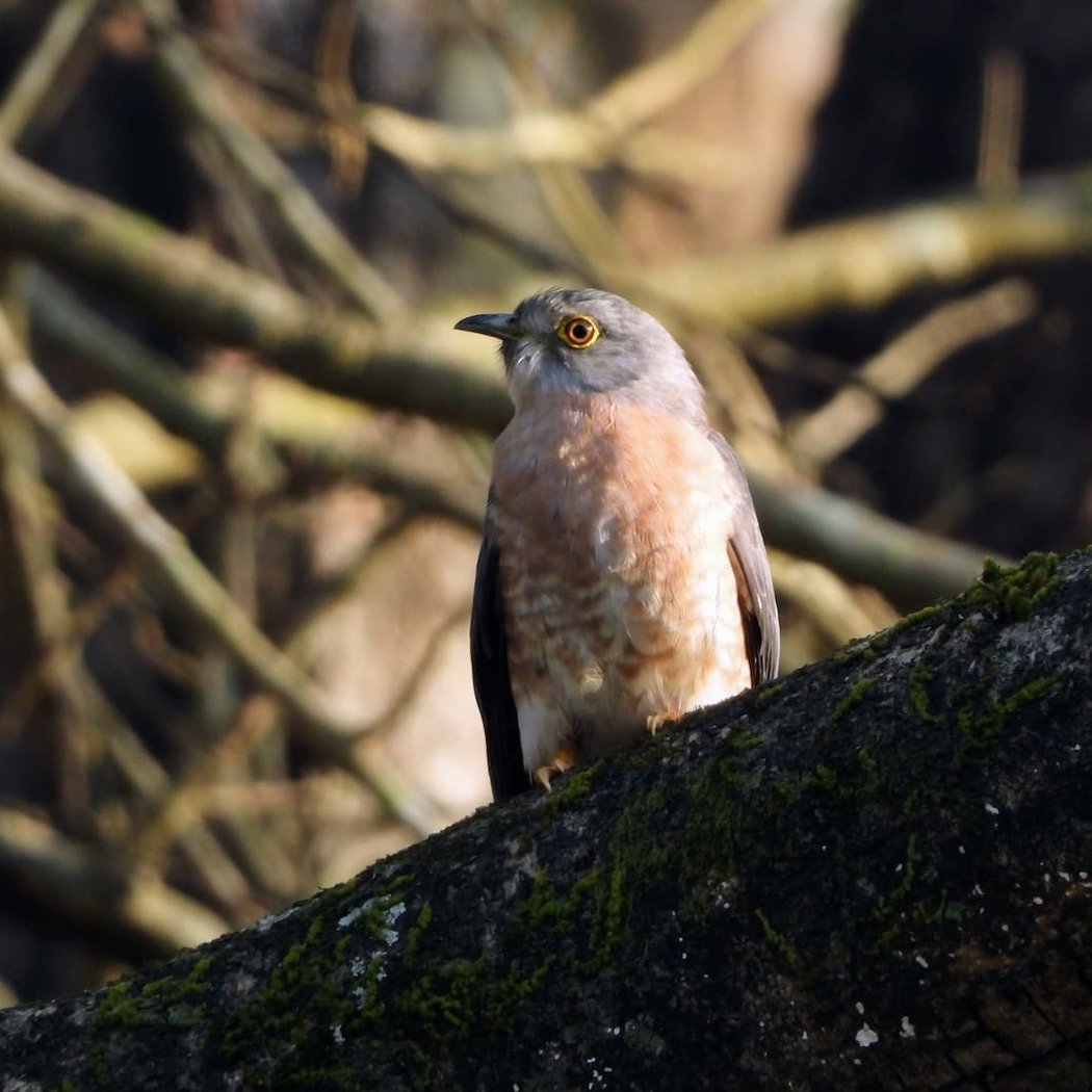Birdwatching Walk 1