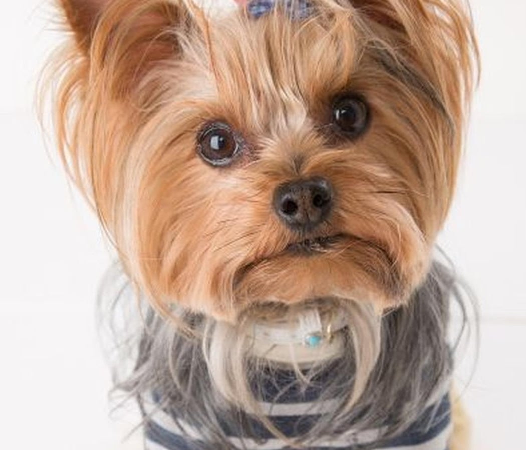 Cani Star 1