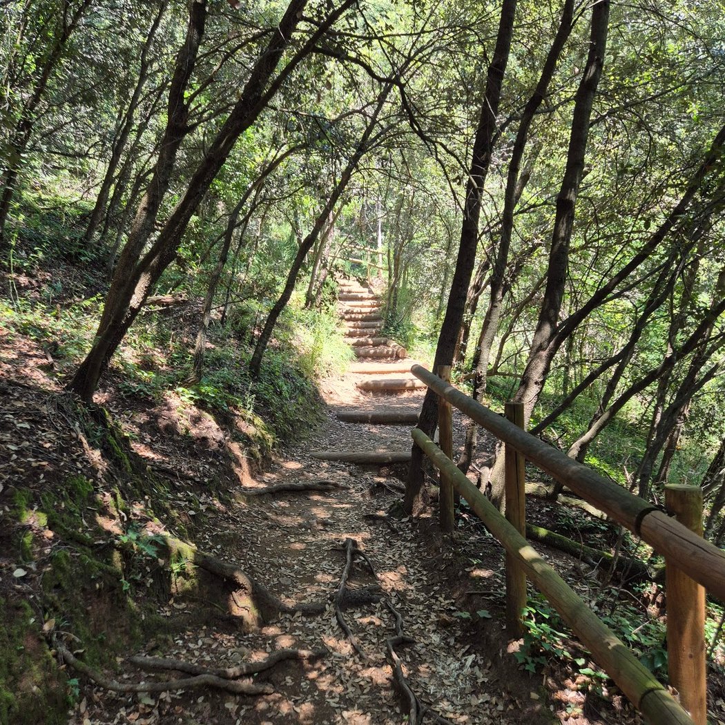Fageda d'en Jordà 3