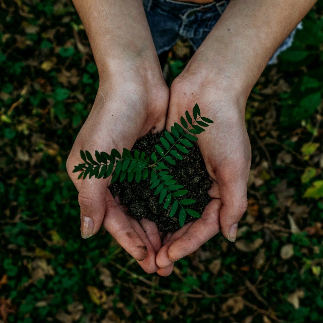 Pine Ridge Park Restoration - Led by Edmonds Stewards 1