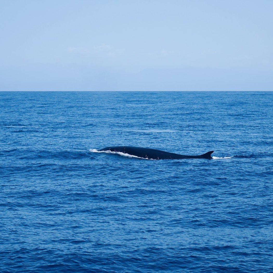 Méditerranée Pêche Découverte 3