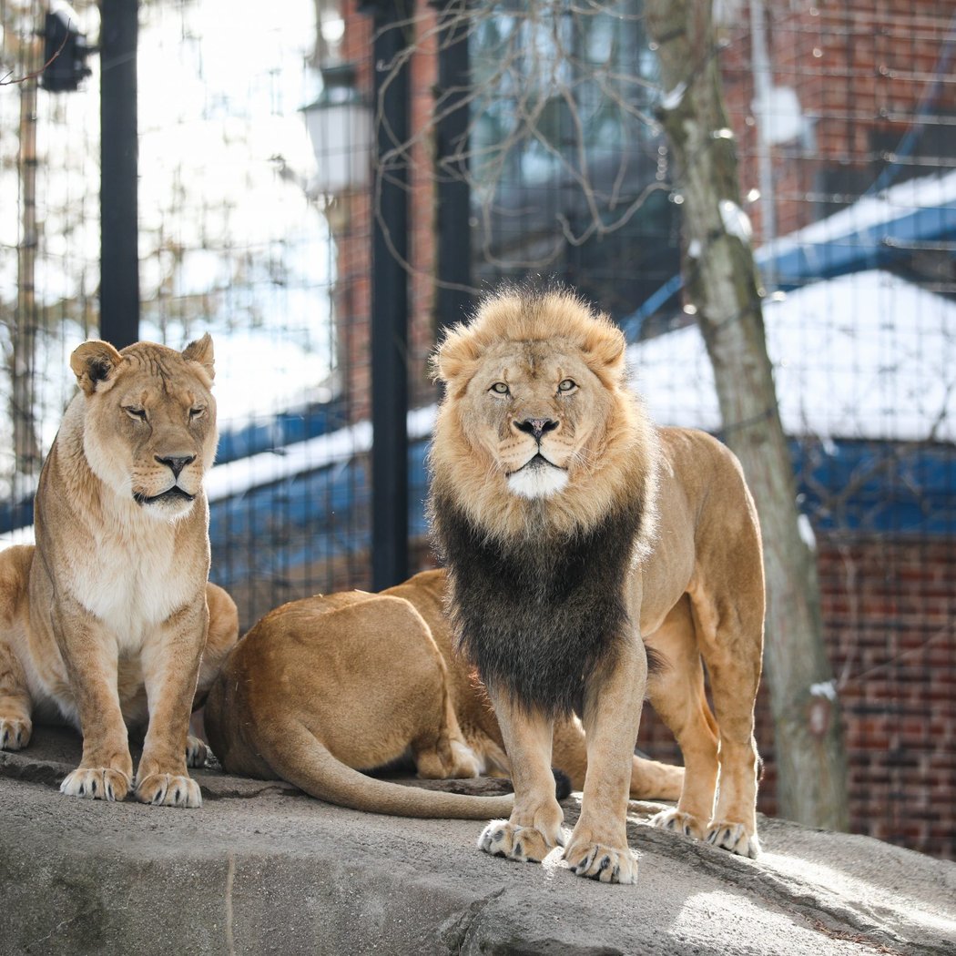 Potter Park Zoo 2