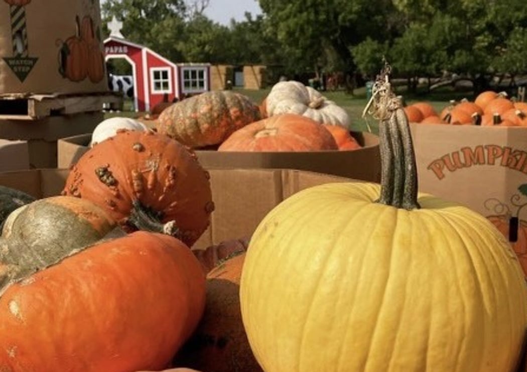 The Pumpkin Patch at Mistletoe Lane 2