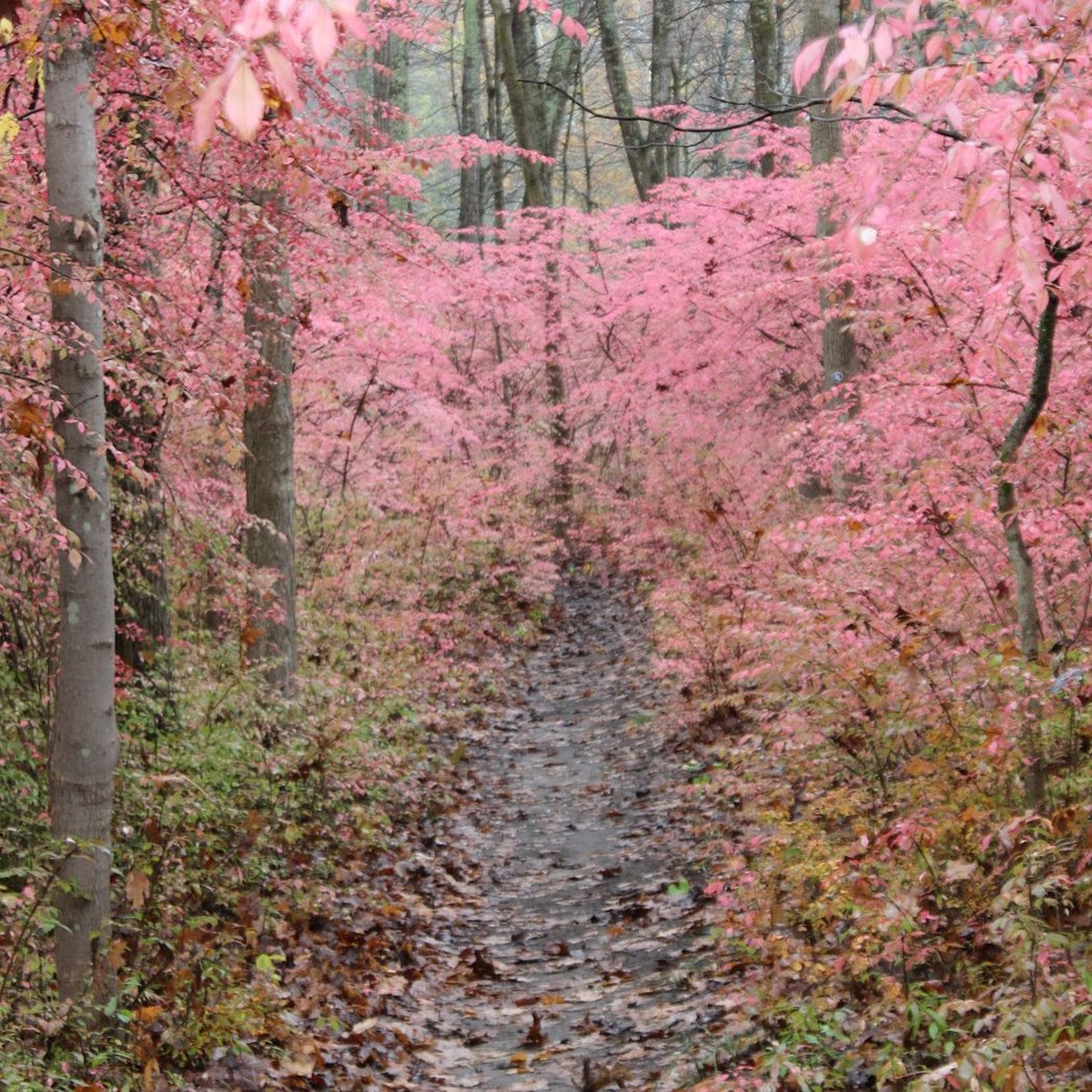 New Milford River Trail 1