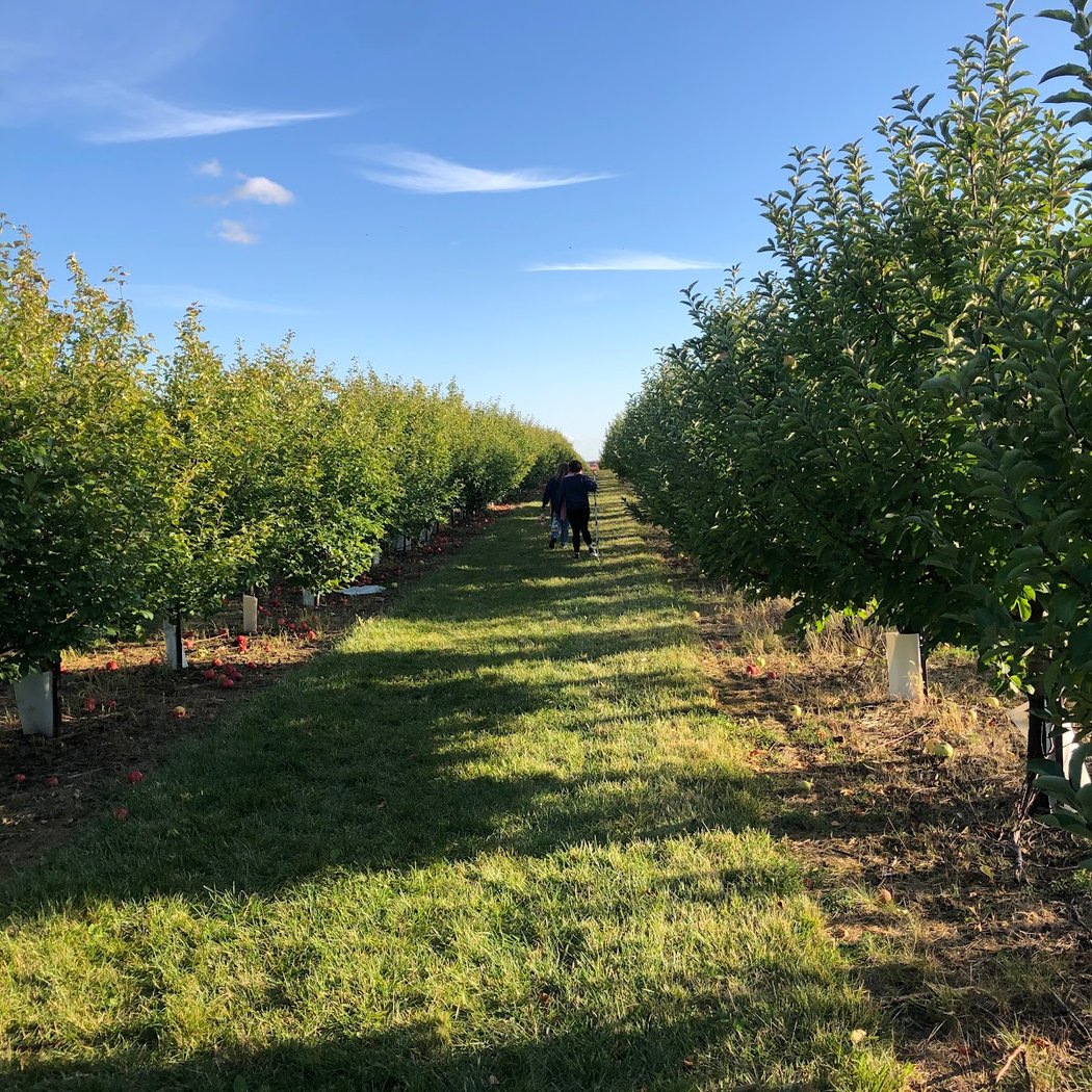 Apple Picking 3