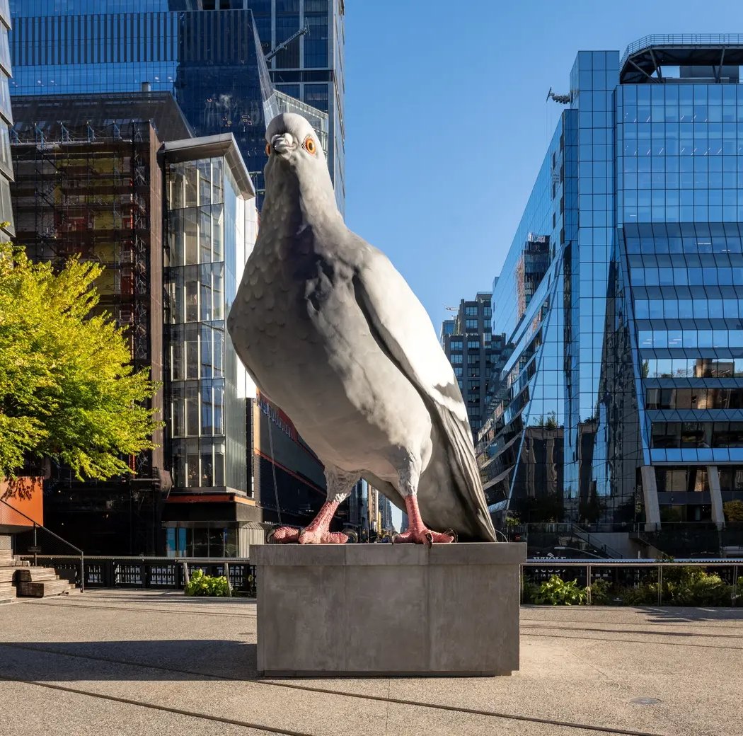 Pigeon Fest 1