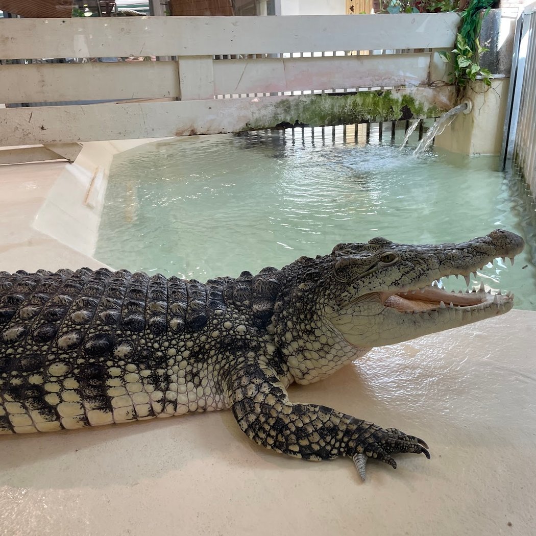 Reptiland 3