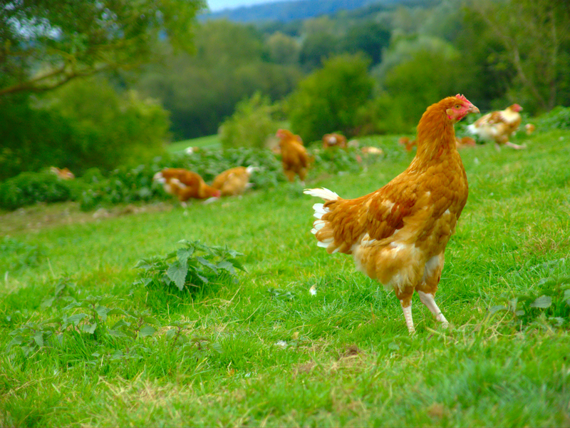 La ferme de Fontenille 1