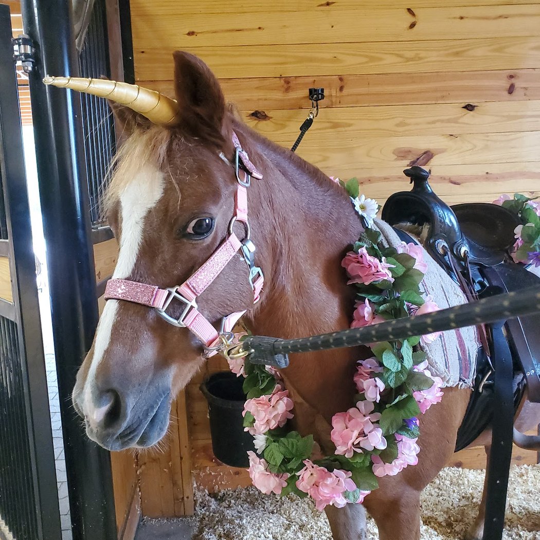 Horse Riding Camps
