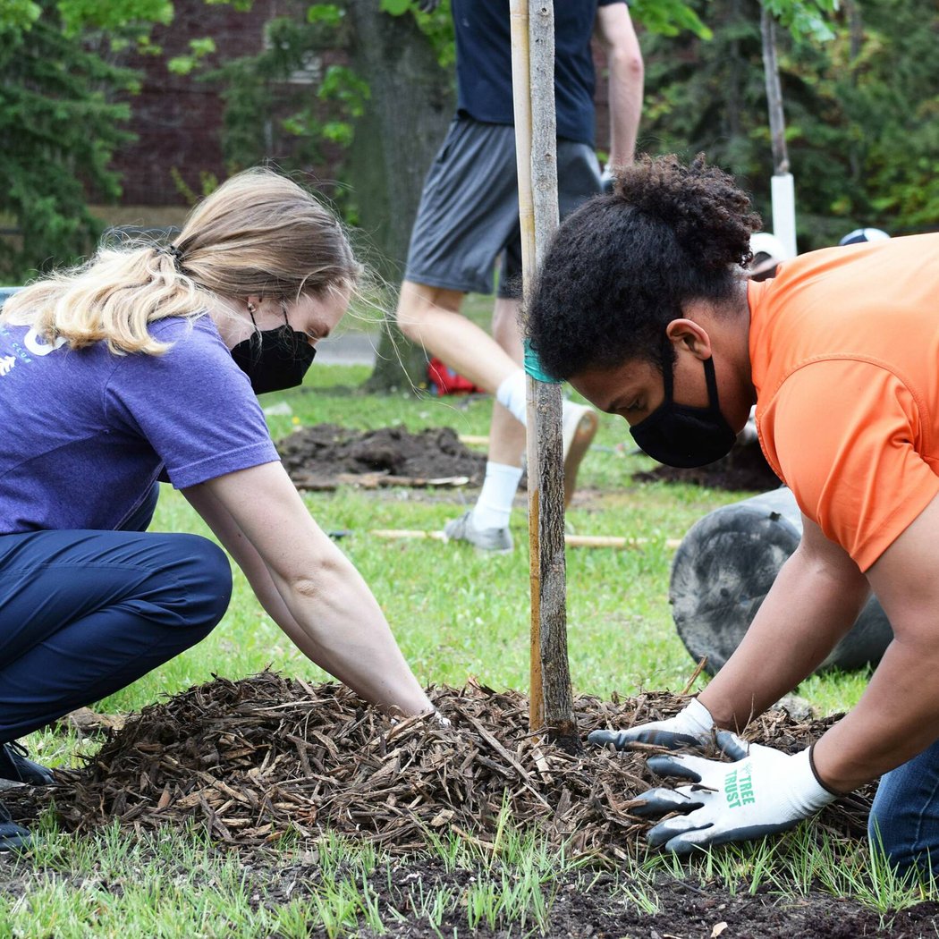 Woodlawn Wednesday: Forest Restoration