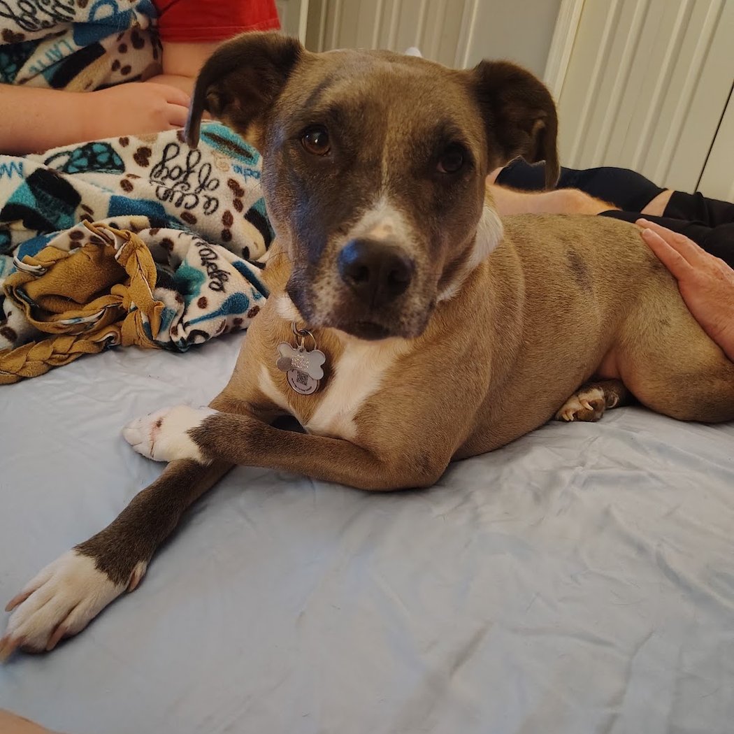 Fall Empty the Shelters Adoption 1