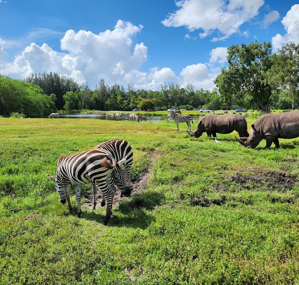 Lion Country Safari 1