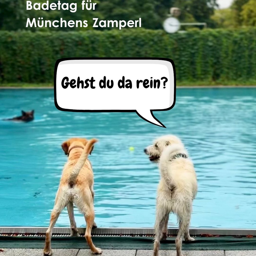 Hundebadetag 2