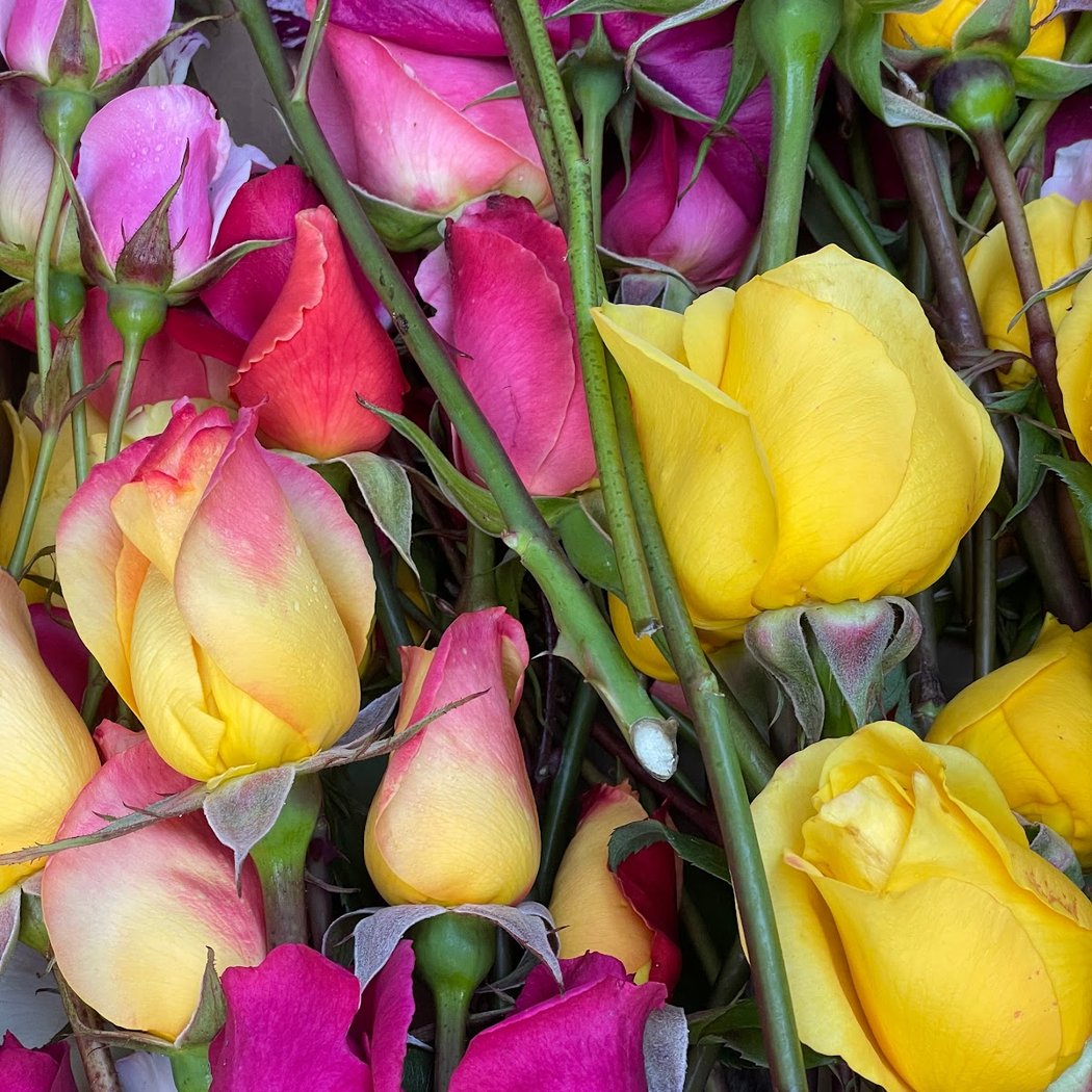 Cats in the Roses w/ David Gans 2