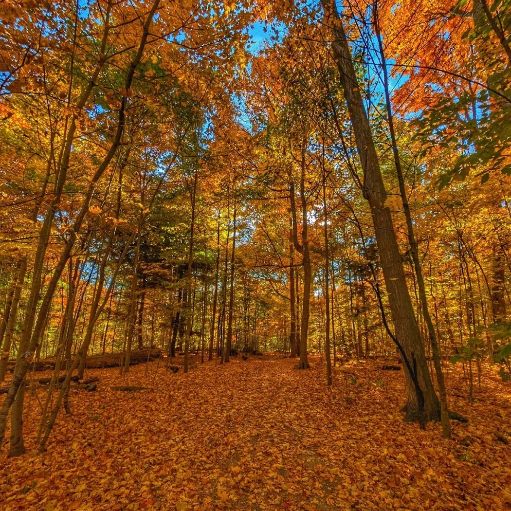 Beamer Memorial Conservation Area 1