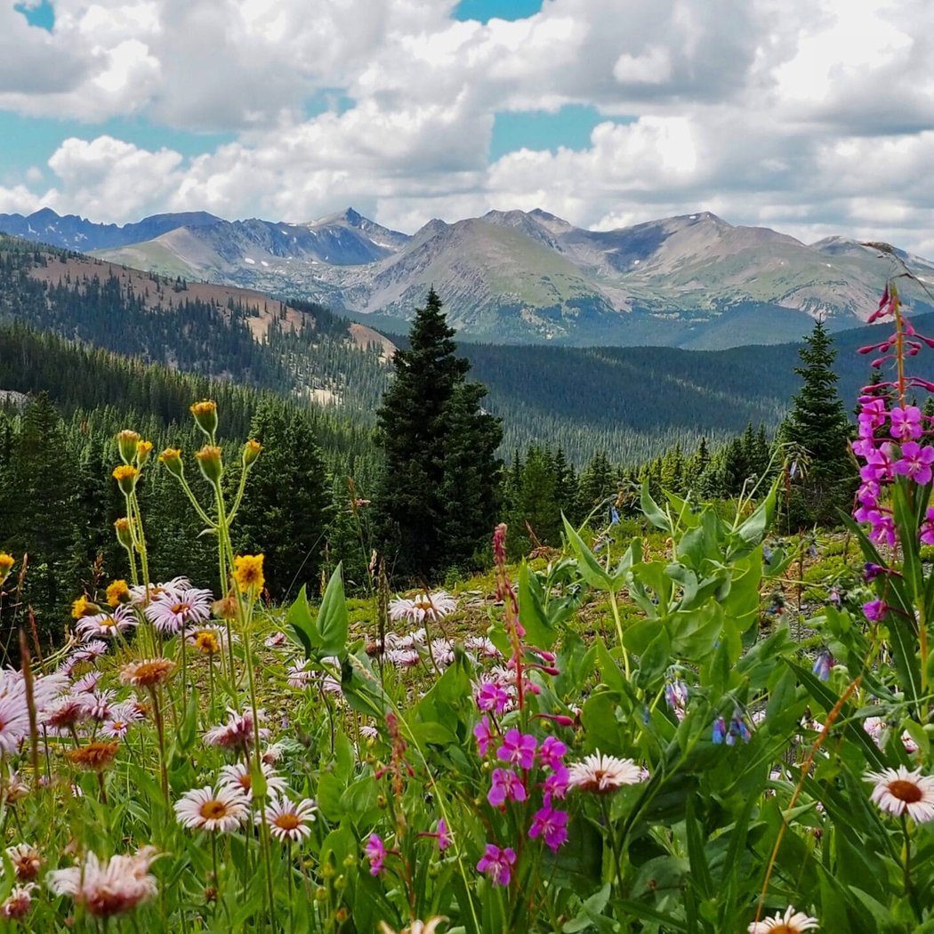 Breckenridge Wildflower Week 1