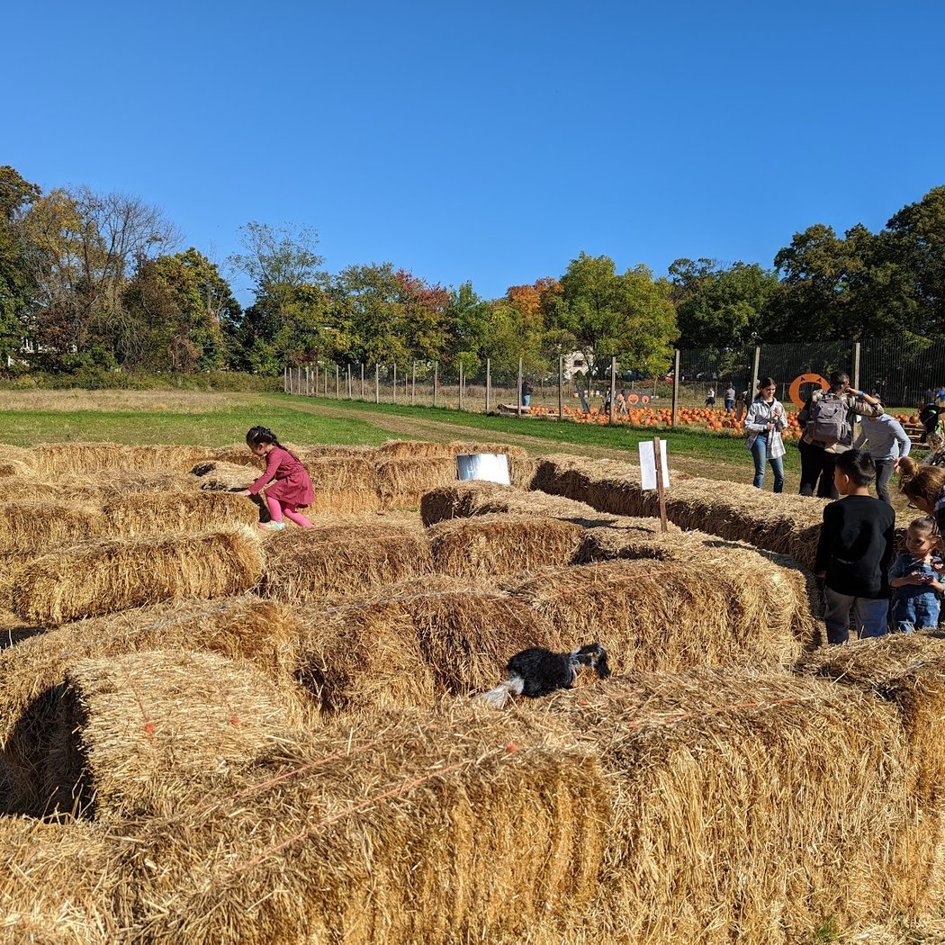 Decker Farm Pumpkin Picking 3