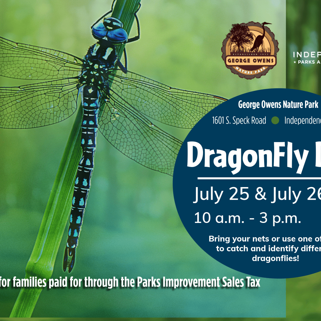 Dragonfly Days 1