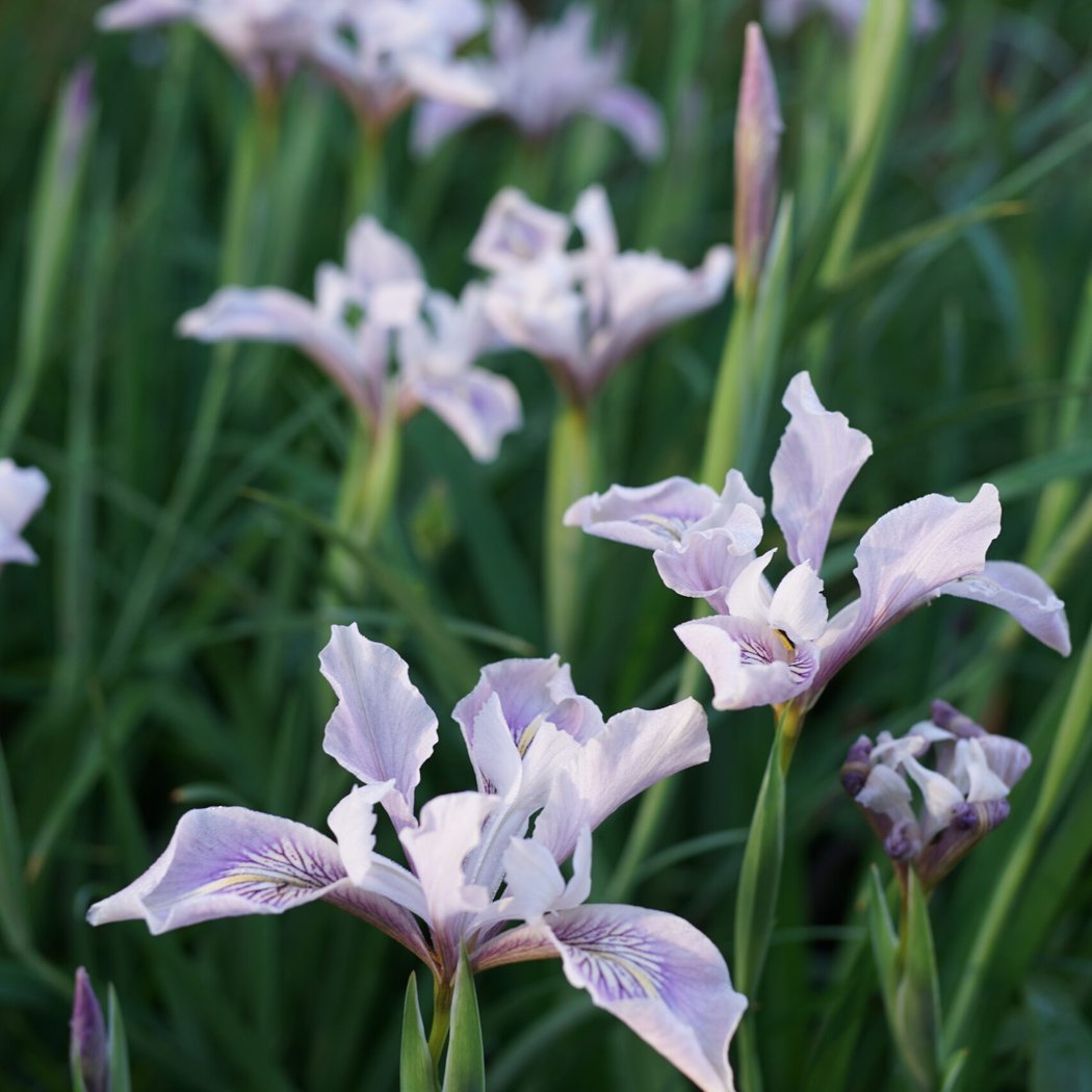 Knowing and Growing Irises 2