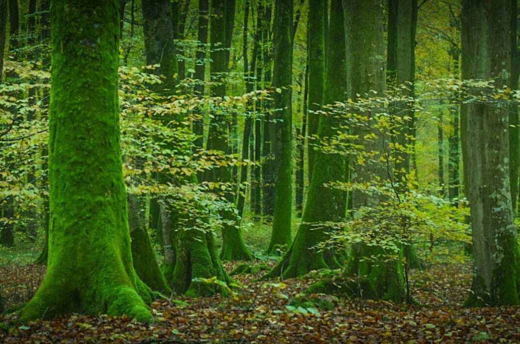 Eawy Forest 1