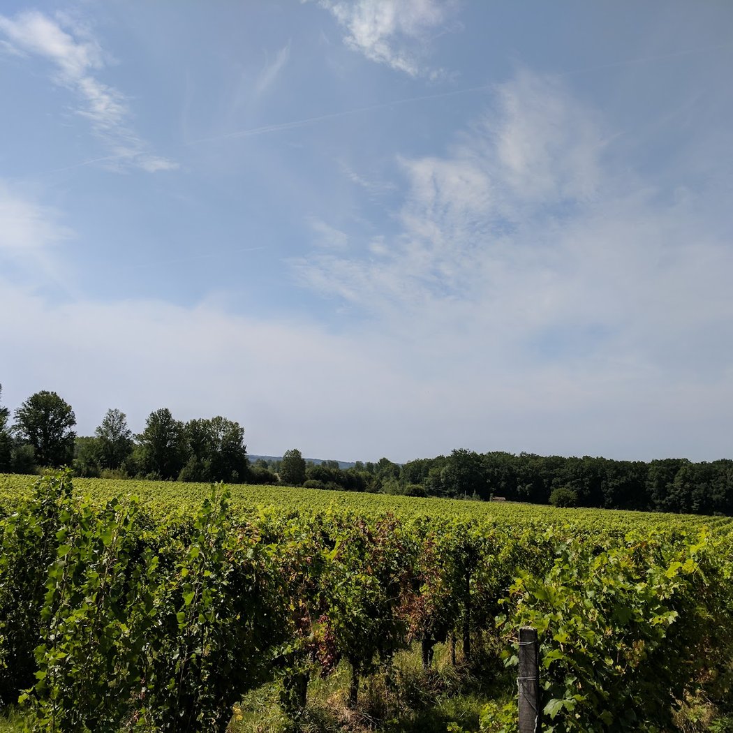 Domaine de Dame Bertrande, vignoble, gites, réceptions et nature préservée. 2