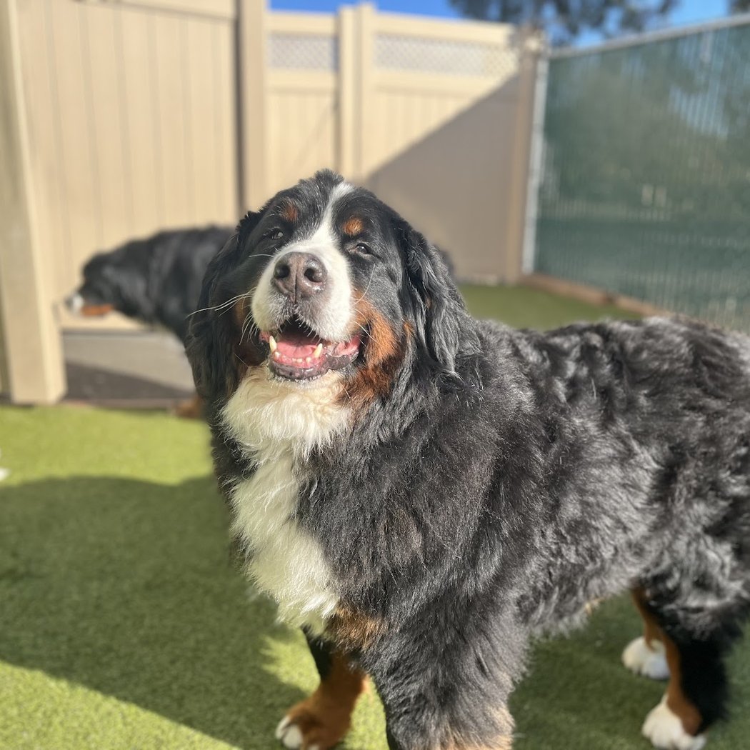 WOOF Dog Daycare & Boarding 3