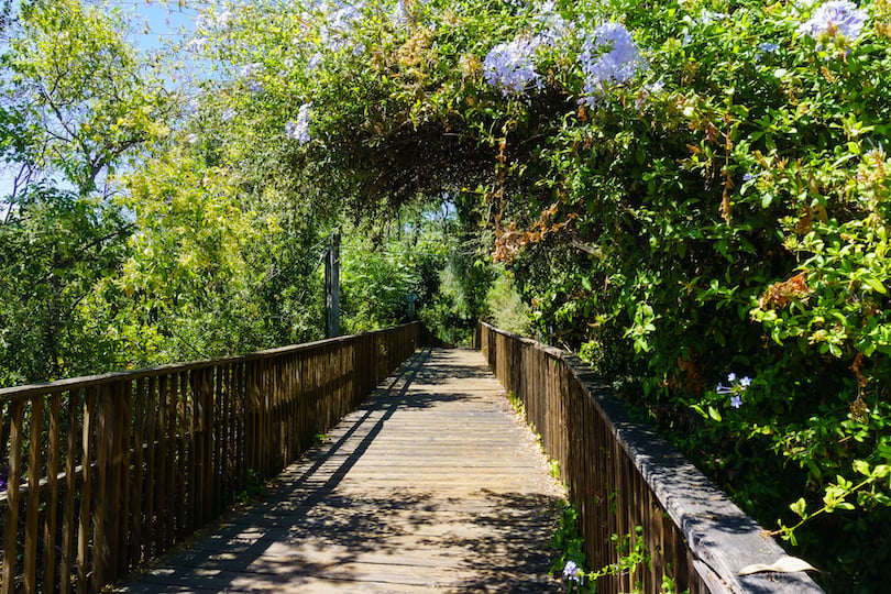 Los Gatos Creek Trail 1