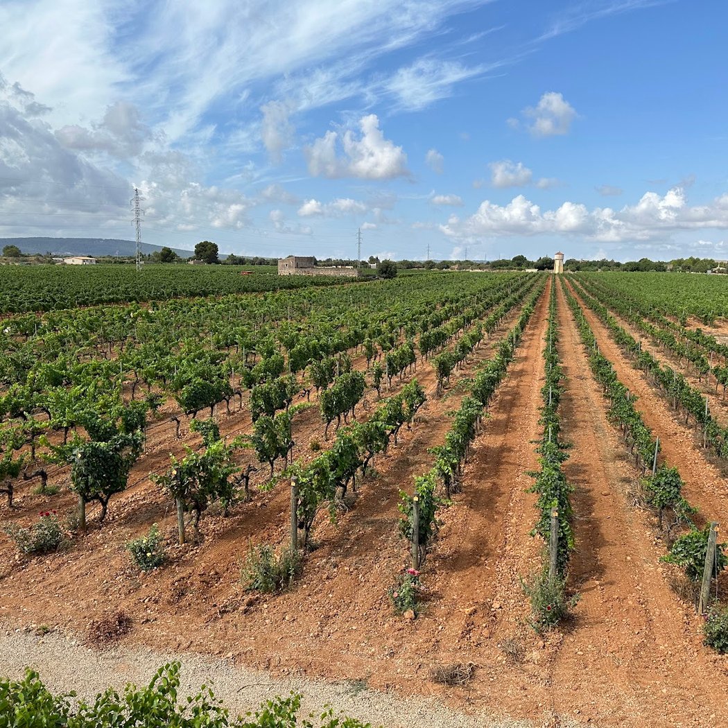 Cursa Rural Intervinyes 1