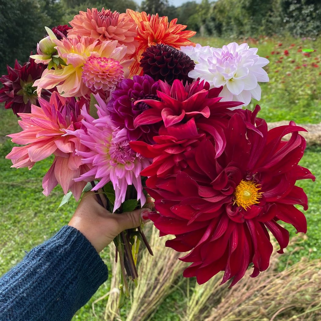 Murs à fleurs 1