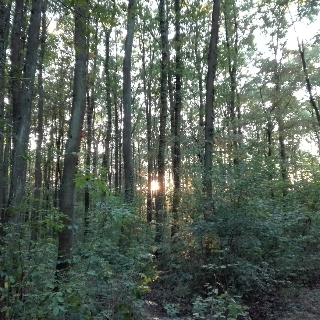 Fosse-Maussoin State Park 2