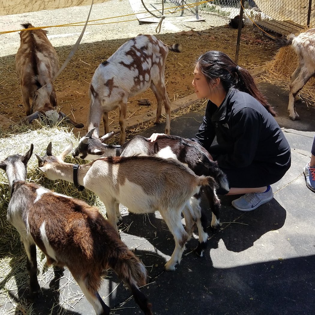 City Grazing's Goat Swag Virtual Store Opening 3