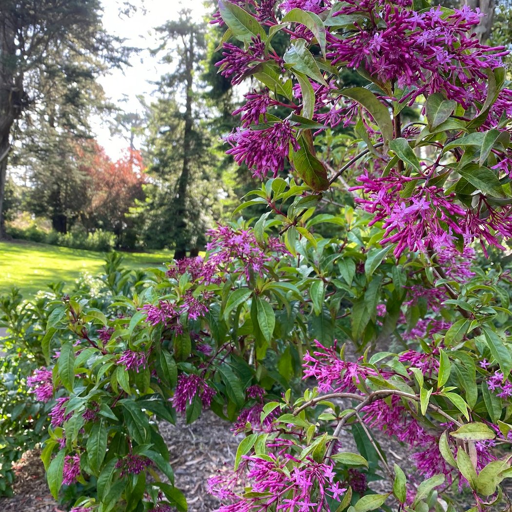 Fuchsia Dell - Golden Gate Park 3