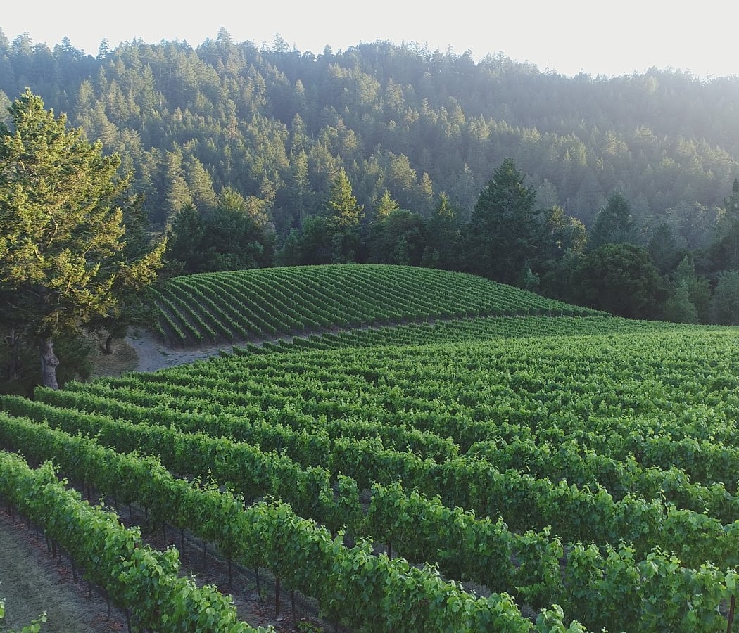 Mindego Ridge Vineyard 1