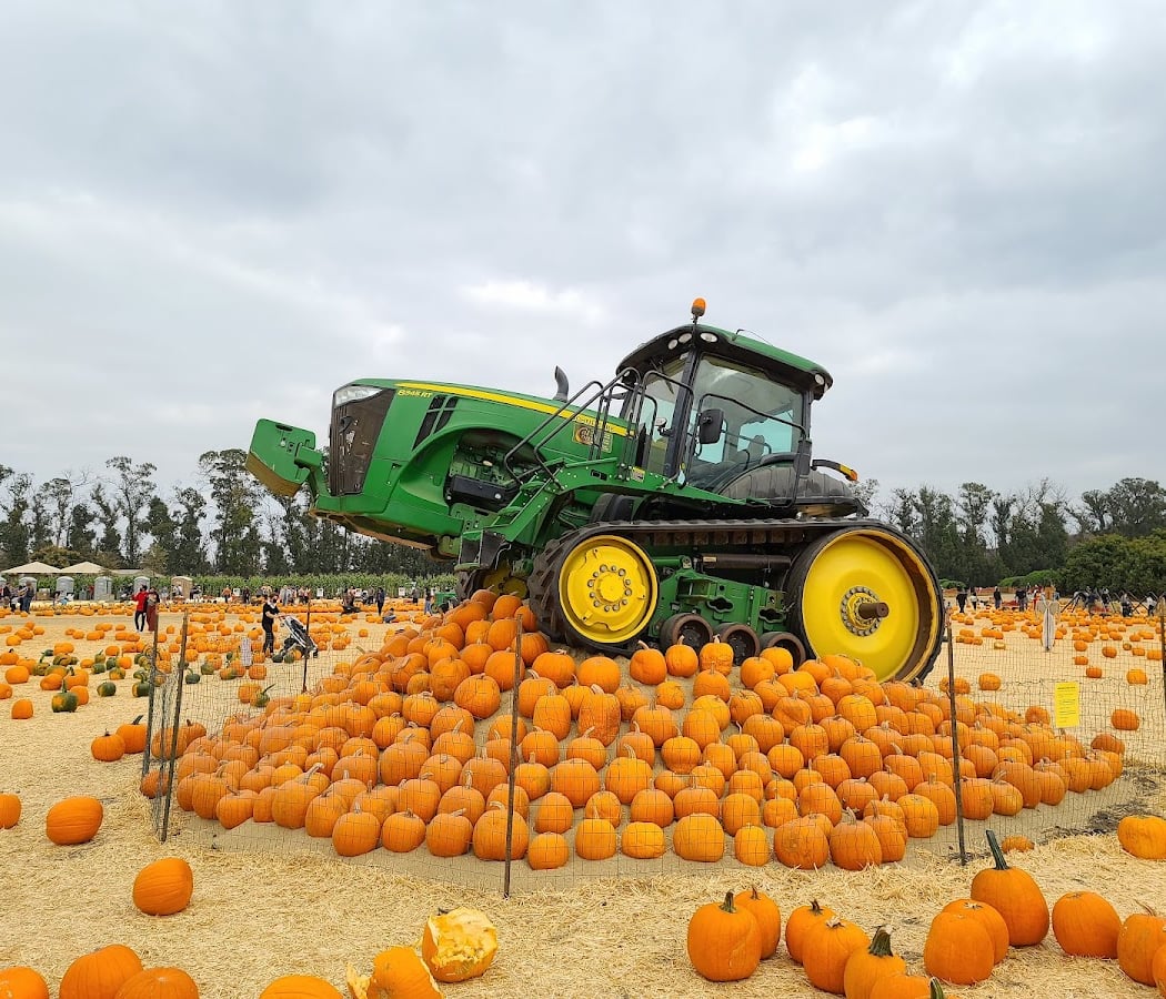 Pumpkin Patch 1