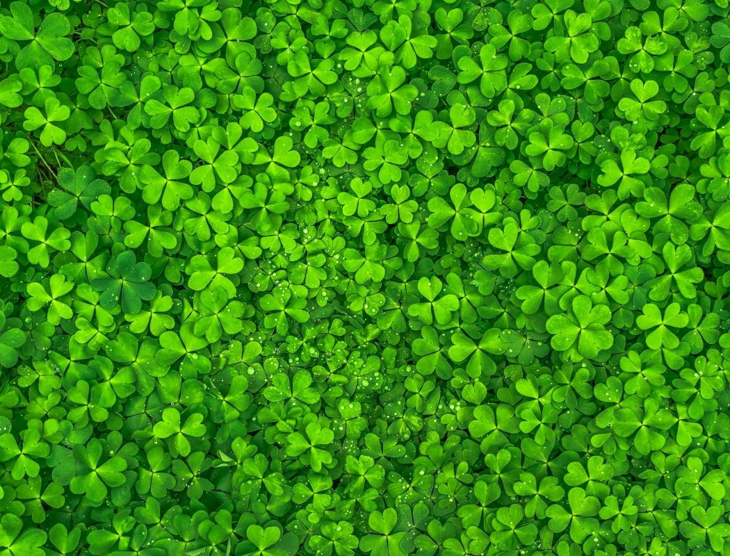 Family St. Paddy’s Day Party 1