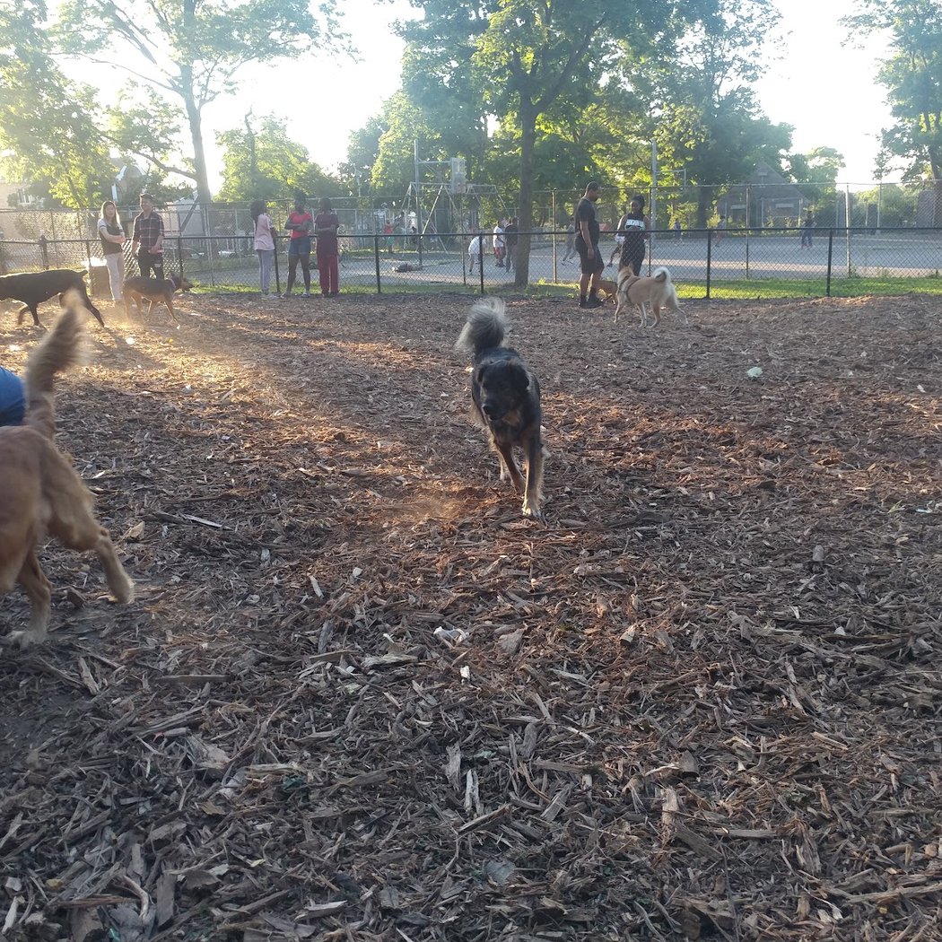 Cunningham Park Dog Run 1