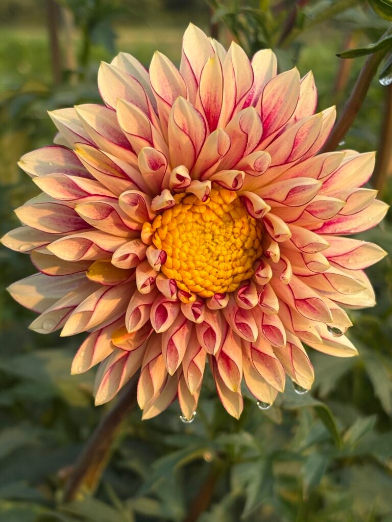 Blooms & Bubbles 2