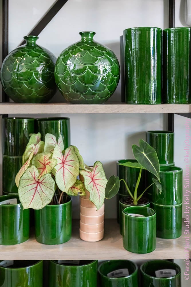 Paraíso Plant Studio 1