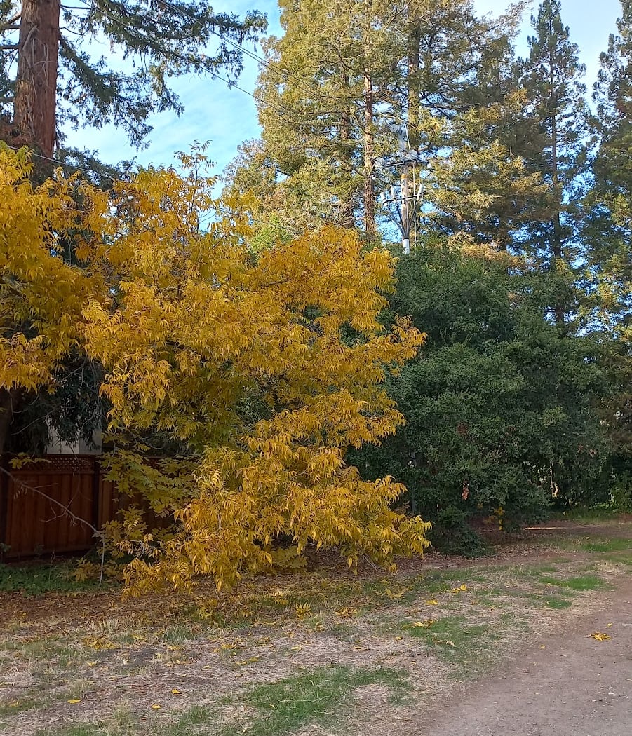 Iron Horse Regional Trail, Walnut Creek 3