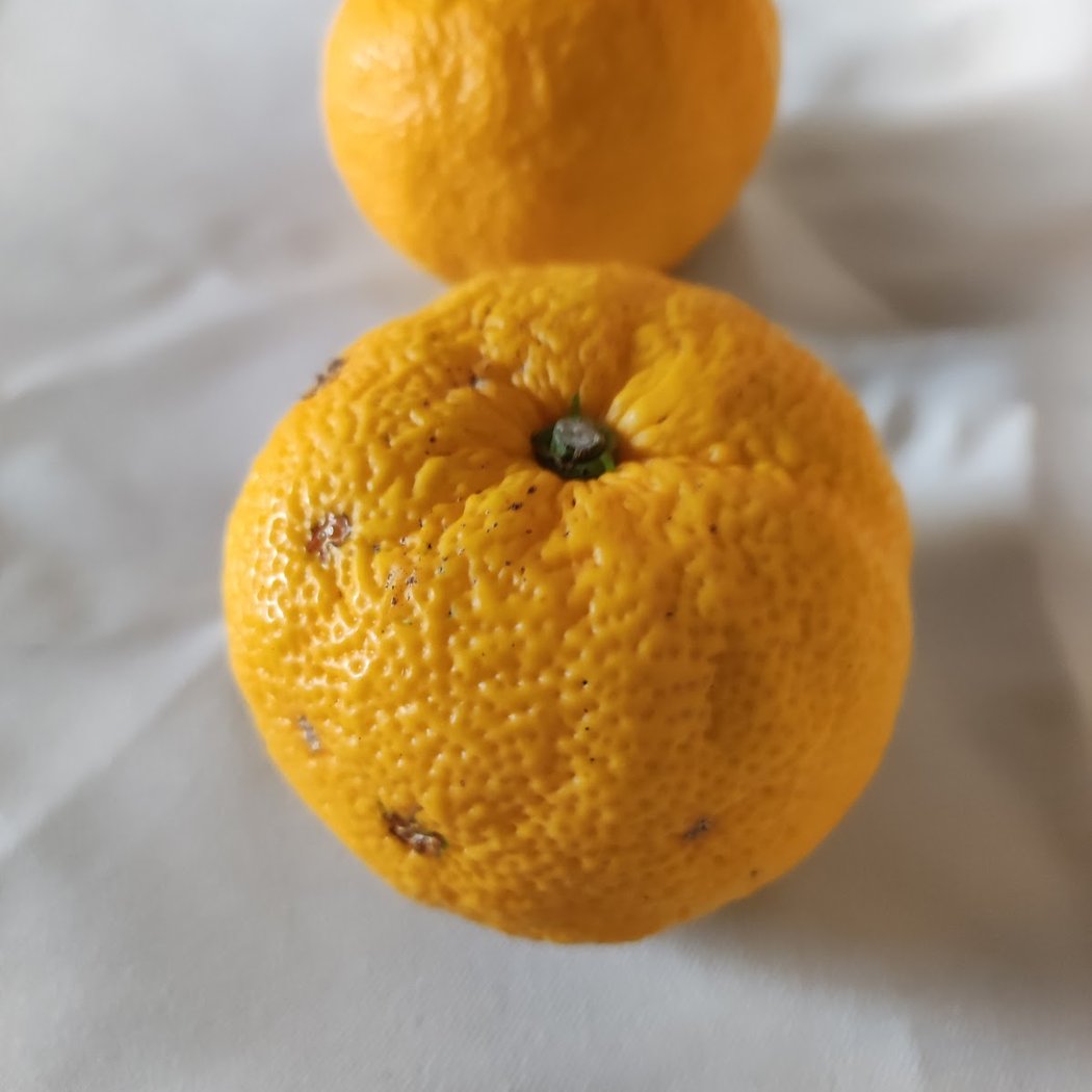 Umami, épicerie japonaise en ligne 3