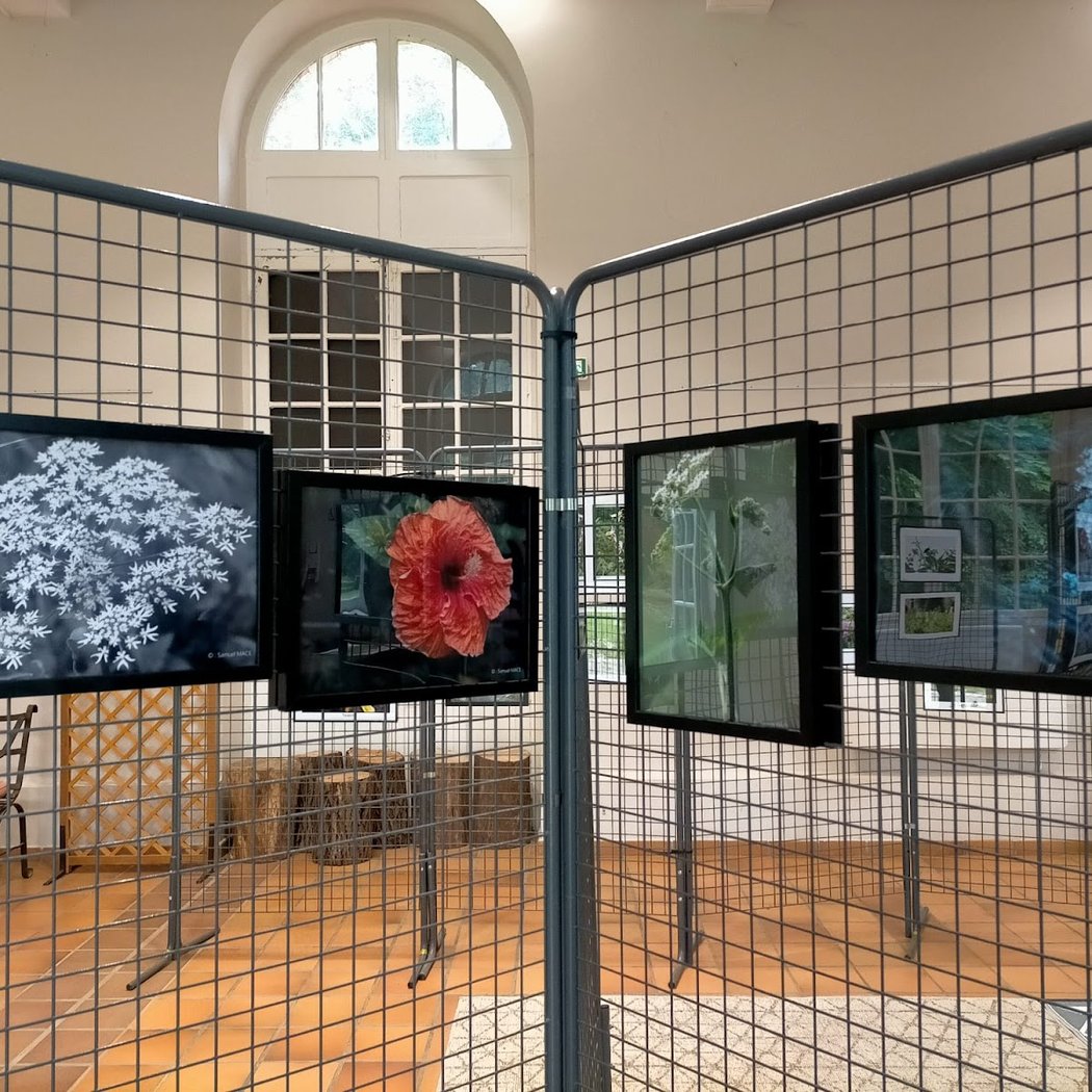 L’arbre en scène… s’expose 1