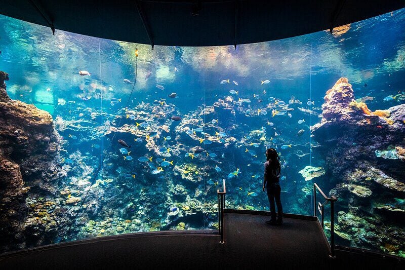 NightLife at the Academy of Sciences 1