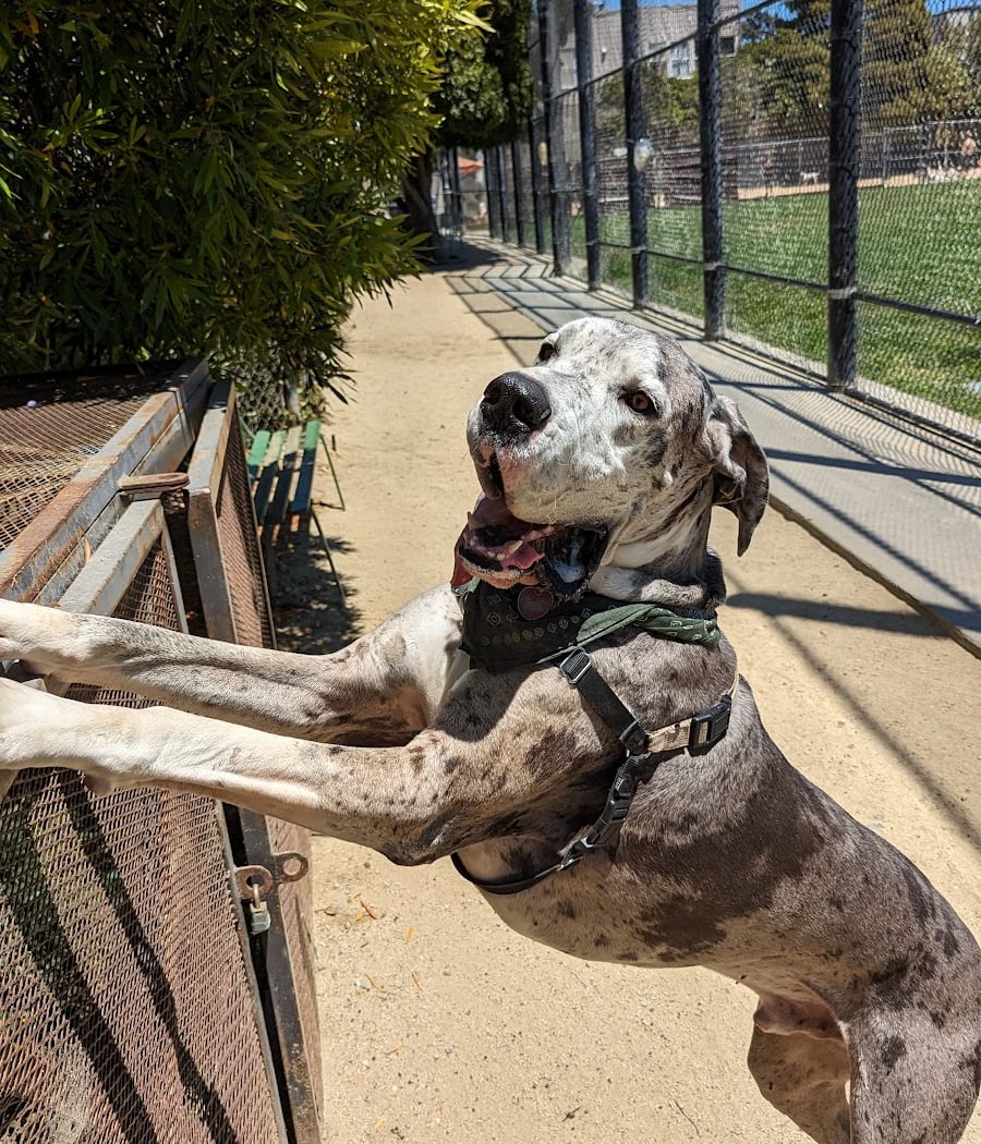 Upper Noe Dog Play Area 1