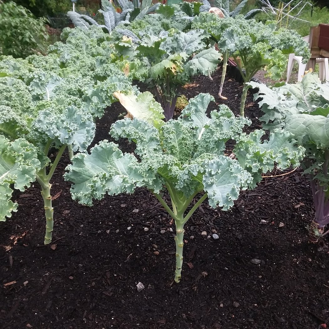 Hawley-Green Community Garden 1