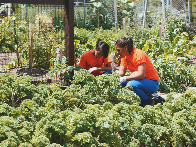 Far Rock Urban Agro Education Center 3