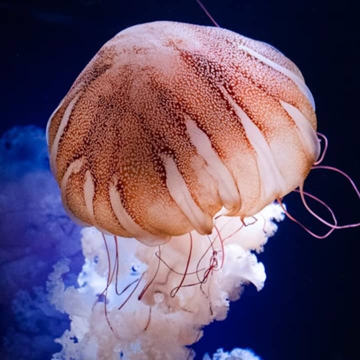 Aquarium de Paris 1