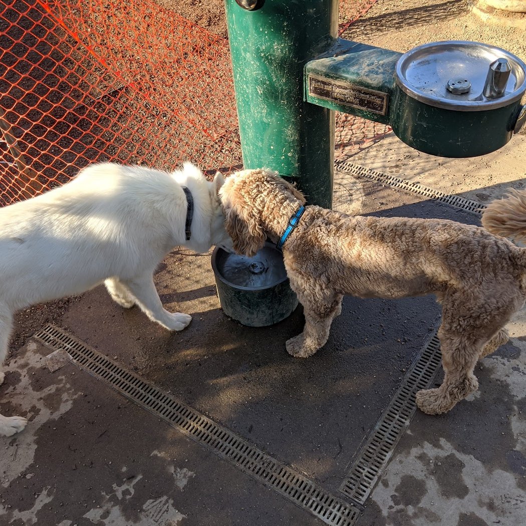 City Hall Dog Park 1